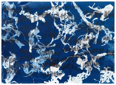 Synapsen wachsen I, 2026, Cyanotypie auf Lithografie, 42 x 60 cm