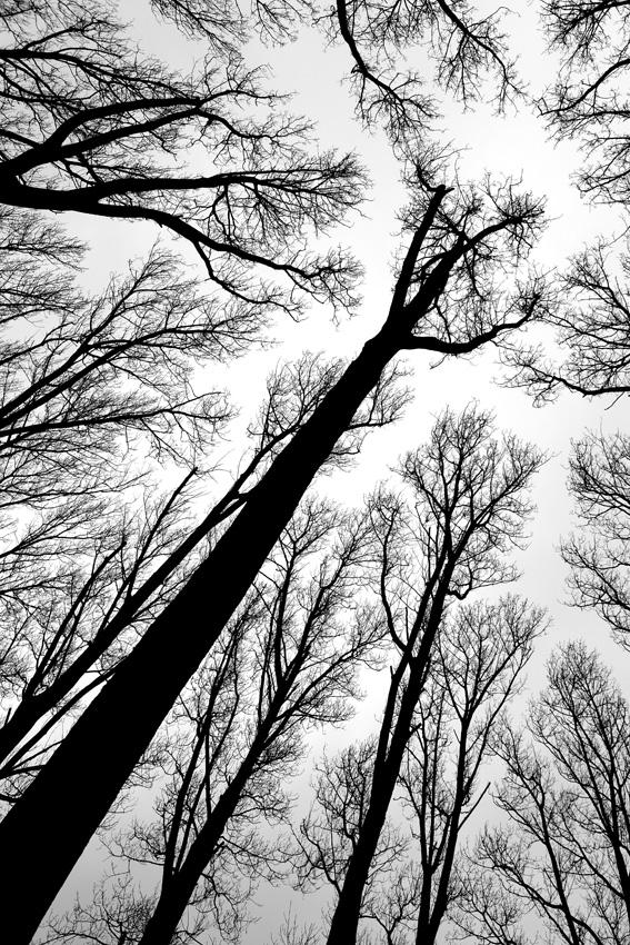 Stamm 9, 2013, Fotografie, Auflage 5, 180 x 133 cm